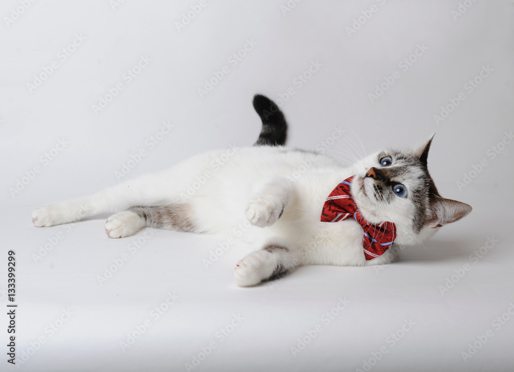 White fluffy blue-eyed cat in a stylish bow tie lies imposingly on a light background. Silk red bow tie with a pattern White fluffy blue-eyed cat in a stylish bow tie lies imposingly on a light background. Silk red bow tie with a pattern