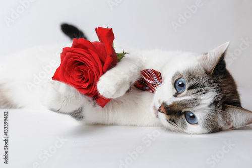 White fluffy blue-eyed cat in a stylish bow tie lying and holding a red rose in arms. Silk red bow tie with a pattern
