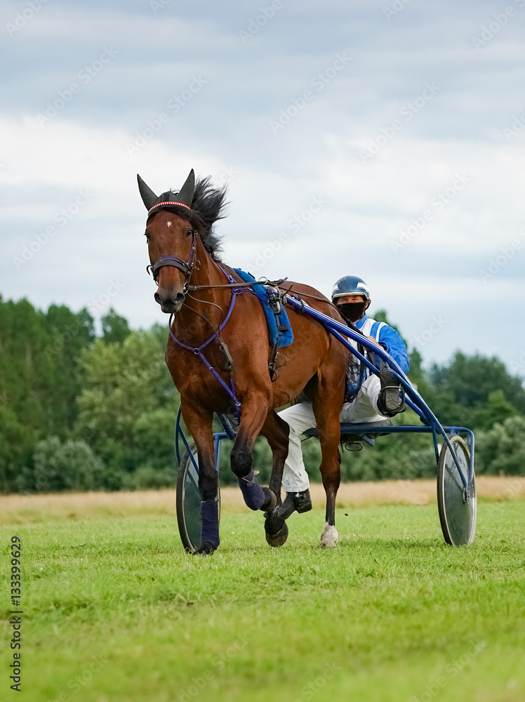 Trabrennsport - Pferd und Fahrer im Wettkampf, Hochformat Trabrennsport - Pferd und Fahrer im Wettkampf, Hochformat
