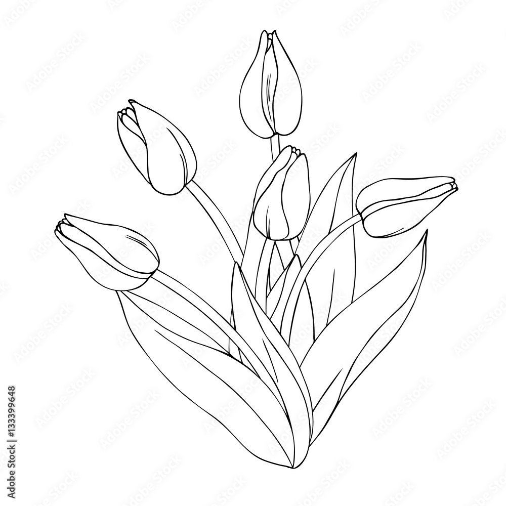 vector monochrome contour illustration of tulip flower bouquet Stock ...