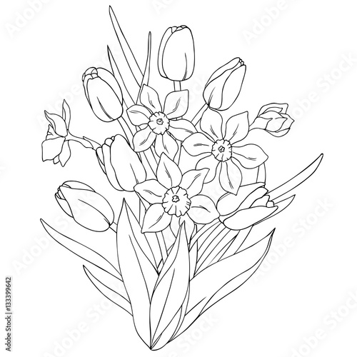 vector monochrome contour illustration of tulip daffodil narcissus flower