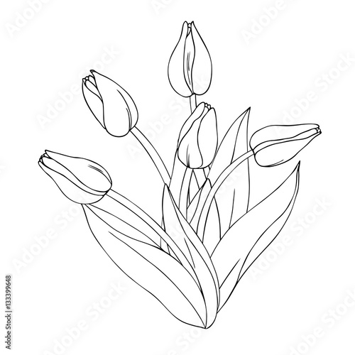 Fototapeta Naklejka Na Ścianę i Meble -  vector monochrome contour illustration of tulip flower bouquet