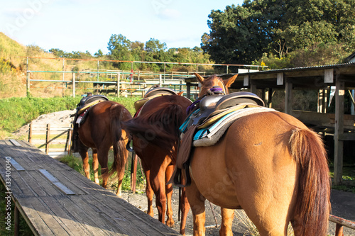 The horse in Kumamoto Aso City, Japan. The horse is thoroughbred horse.