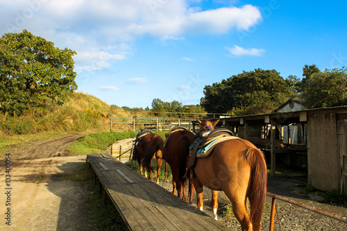 The horse in Kumamoto Aso City, Japan. The horse is thoroughbred horse.
