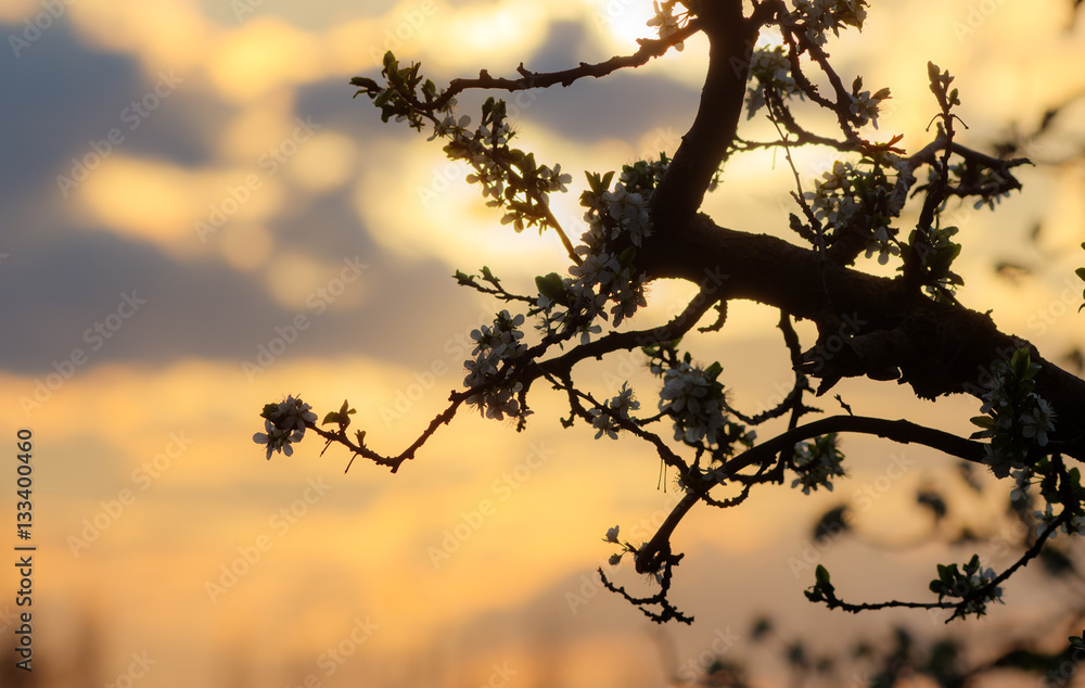 Obraz premium branches of a blossoming tree