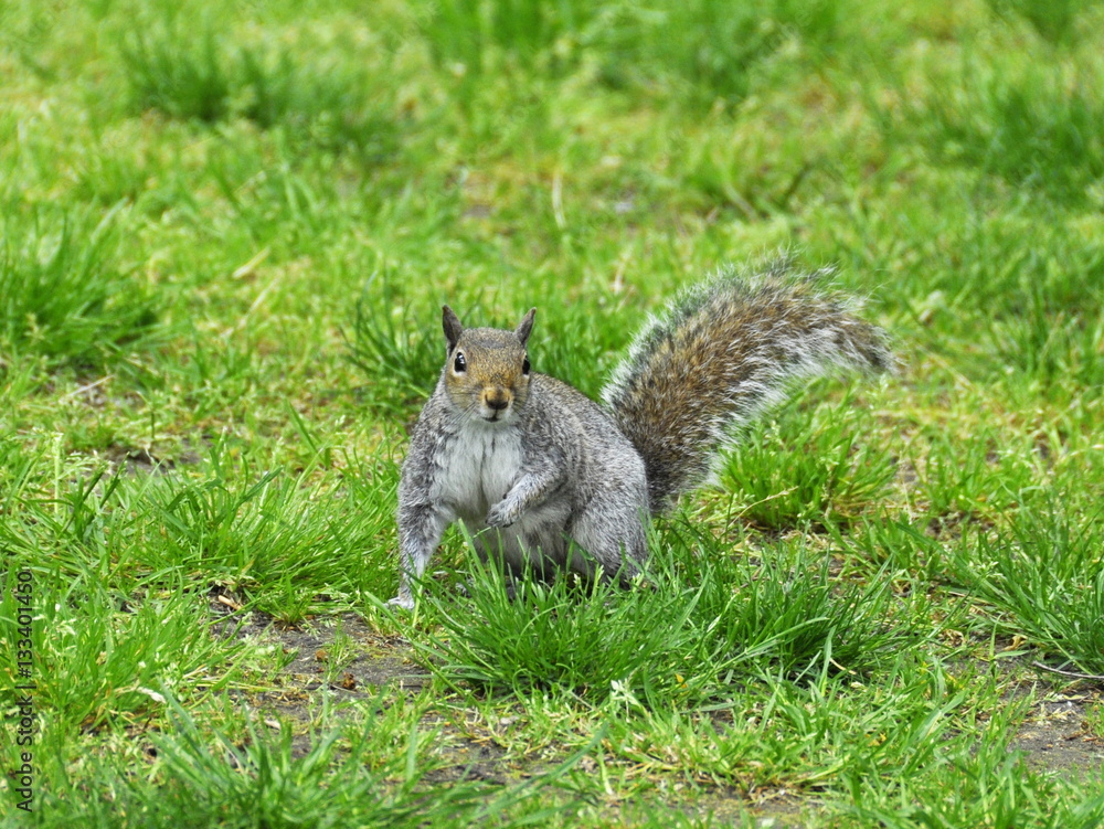Gray squirrel sitting on the ground Gray squirrel sitting on the ground