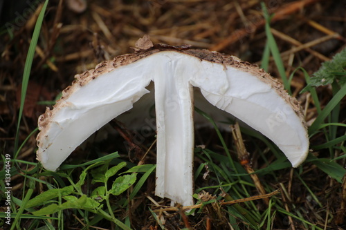 Cross section of parasol mushroom (Macrolepiota procera)