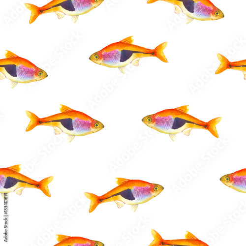 Seamless pattern with tropical harlequin rasbora. Watercolor illustration with hand drawn aquarium exotic fish on white background.