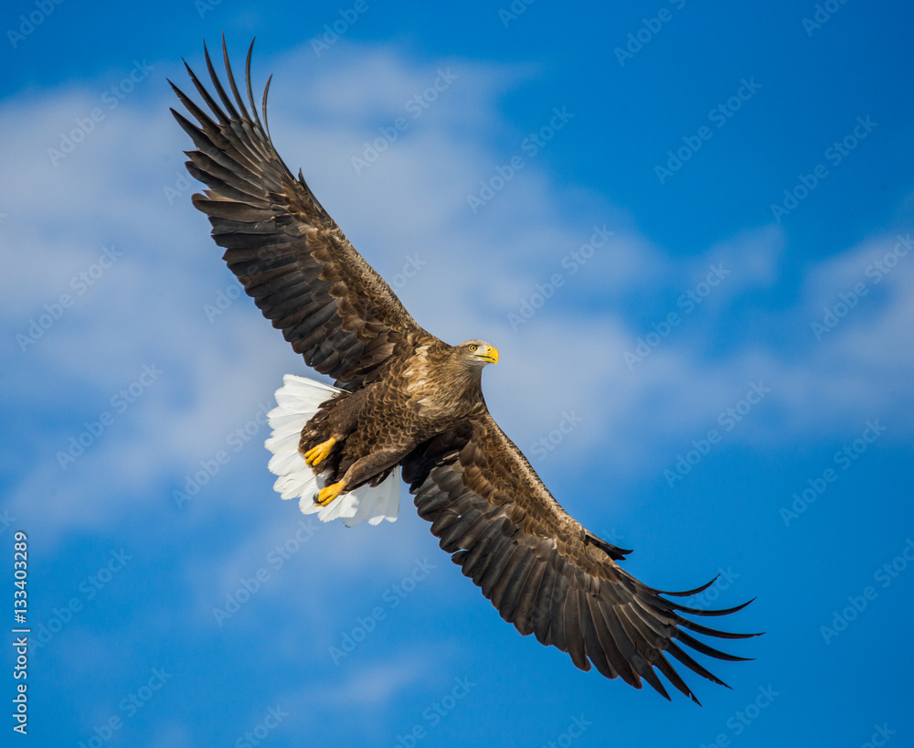 White-tailed eagle in flight on background blue sky. Japan. Hakkaydo. Shiretoko Peninsula. Shiretoko National Park . An excellent illustration. White-tailed eagle in flight on background blue sky. Japan. Hakkaydo. Shiretoko Peninsula. Shiretoko National Park . An excellent illustration.