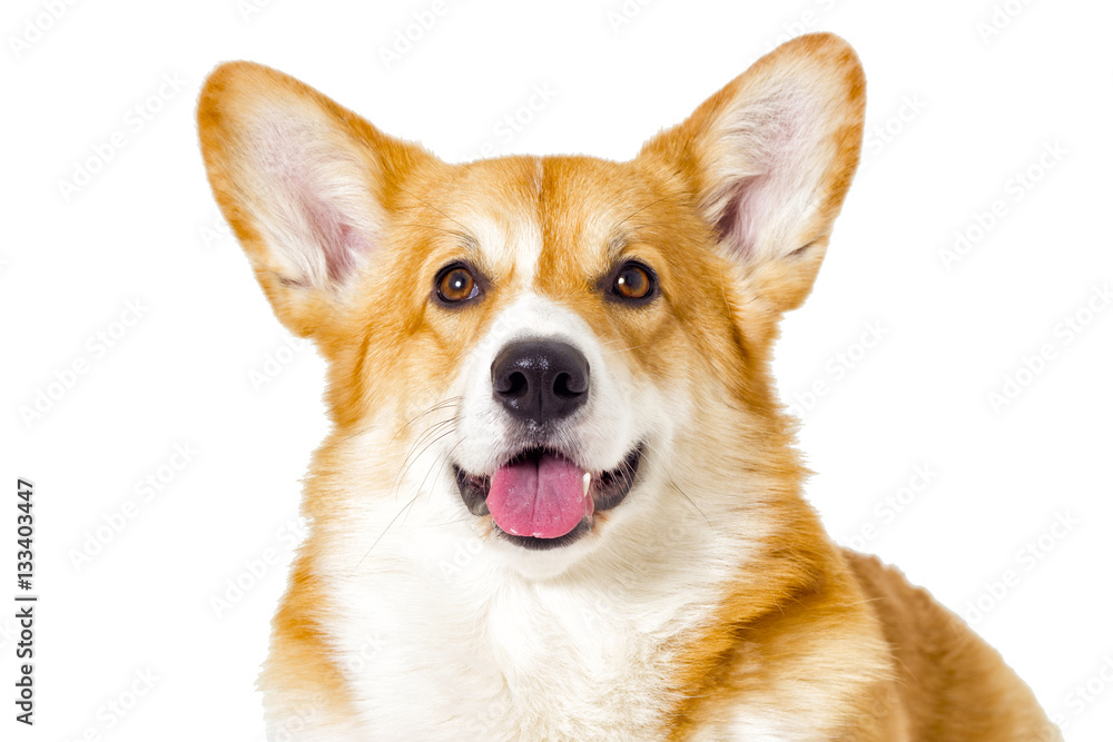 dog looking on a white background dog looking on a white background