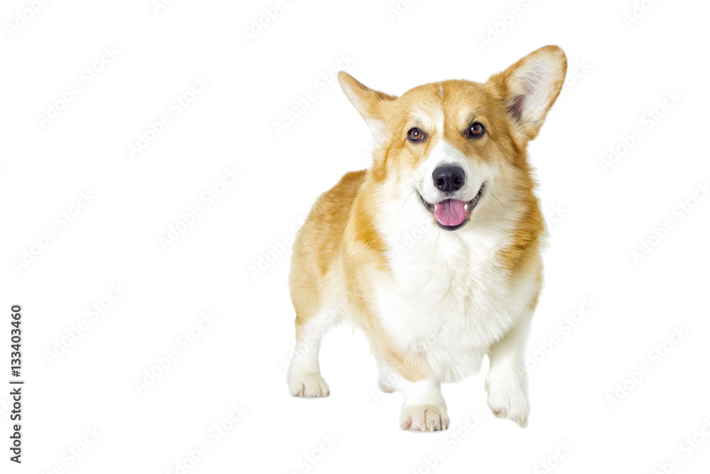 dog looking on a white background