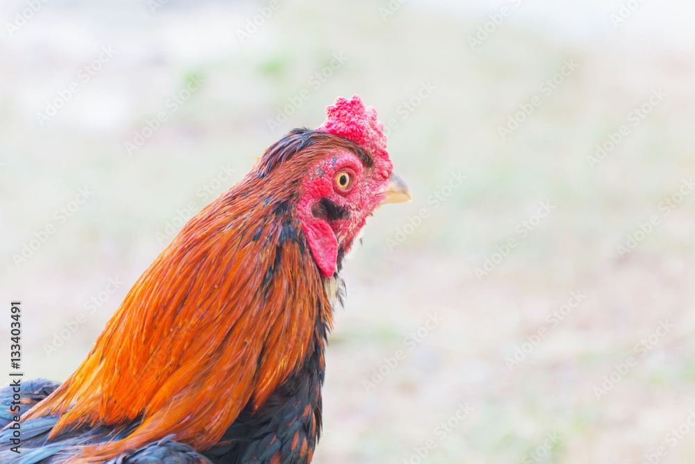 Chicken close-up, thai gamecock background.