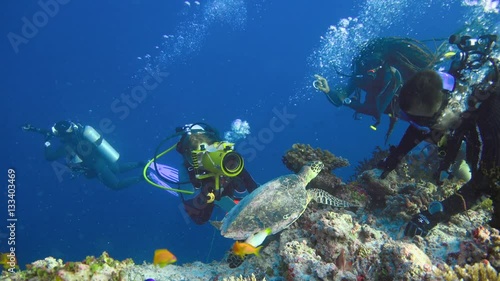 Wallpaper Mural Морская черепаха Бисса очень дружелюбна. Увлекательные подводные погружения на рифах Мальдивских островов. Torontodigital.ca