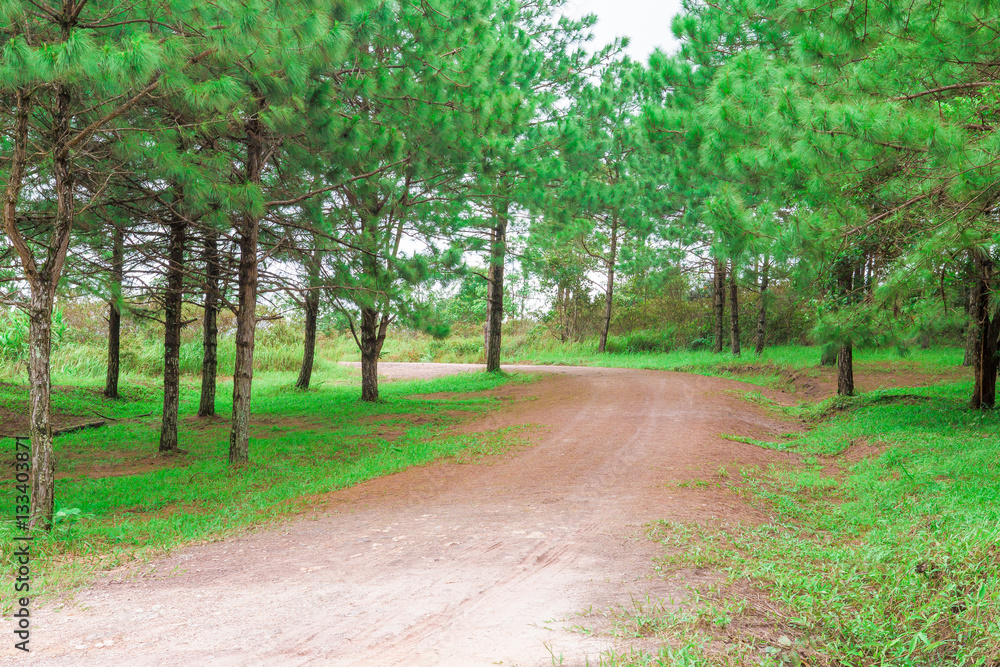 Fototapeta premium pine forest