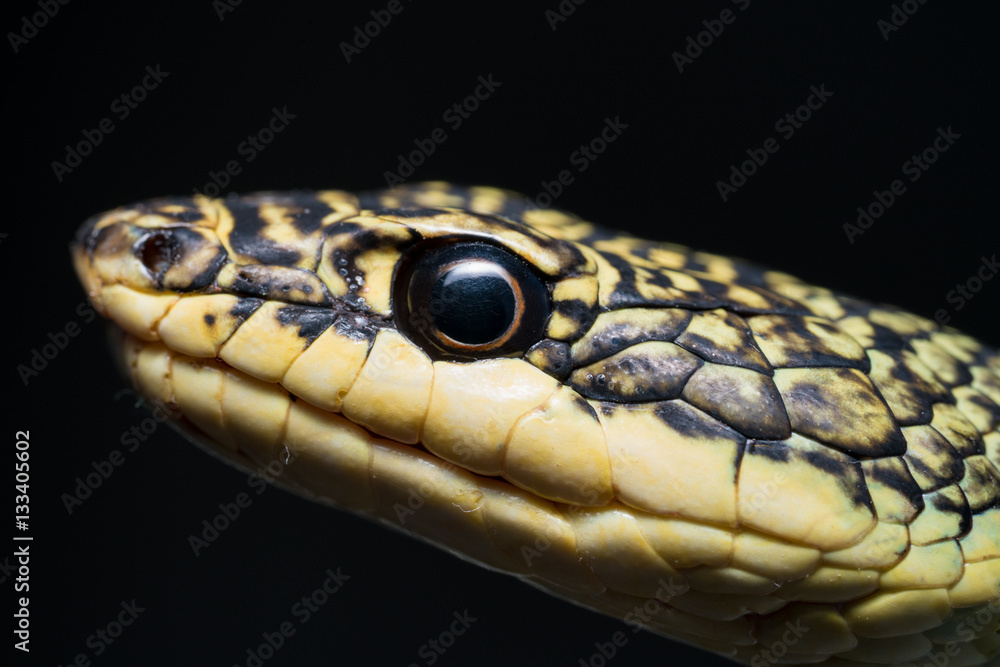 Close-up Golden Tree Snake head Isolated on black background.
very unusual in that it is capable of a type of gliding flight. Close-up Golden Tree Snake head Isolated on black background.
very unusual in that it is capable of a type of gliding flight.