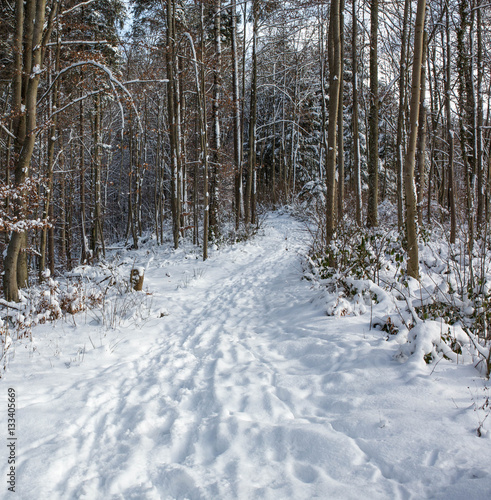 Wallpaper Mural Wald im tiefen Winter mit Schnee Torontodigital.ca
