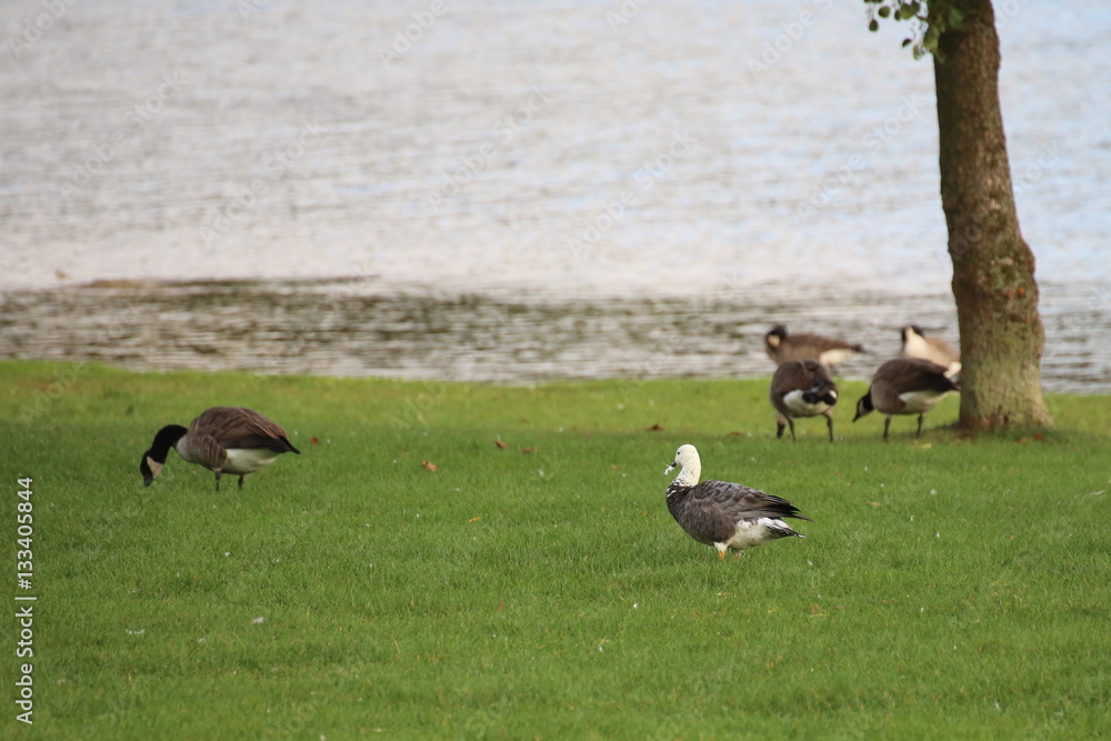 Emperor goose (Chen canagica) and canada geese (Branta canadensis) Emperor goose (Chen canagica) and canada geese (Branta canadensis)