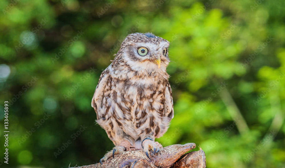 Obraz premium Petit Duc , Rocher des Aigles, Rocamadour, Lot, France