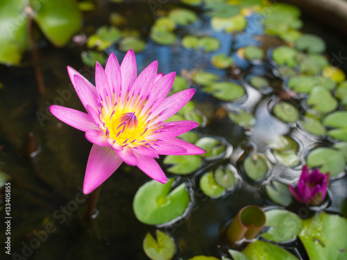 Beautiful lotus( waterlily ) flower in the water