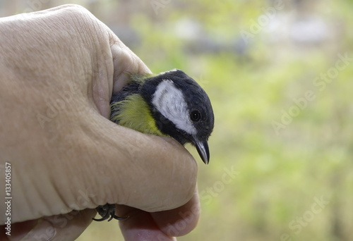 Great tit in the hand. 