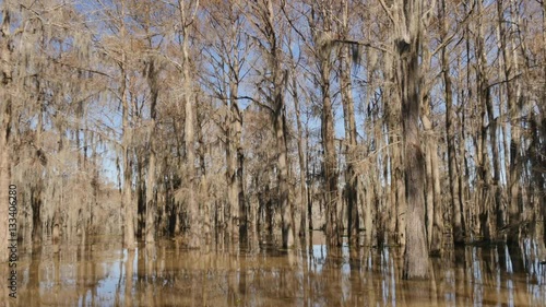 Deep Into the in the Atchafalaya Swamp