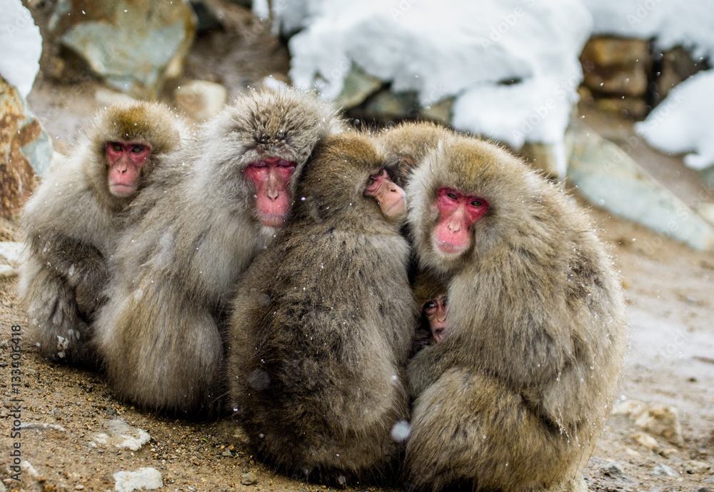 Naklejka premium Group of Japanese macaques sitting together on the rocks. Japan. Nagano. Jigokudani Monkey Park. An excellent illustration.