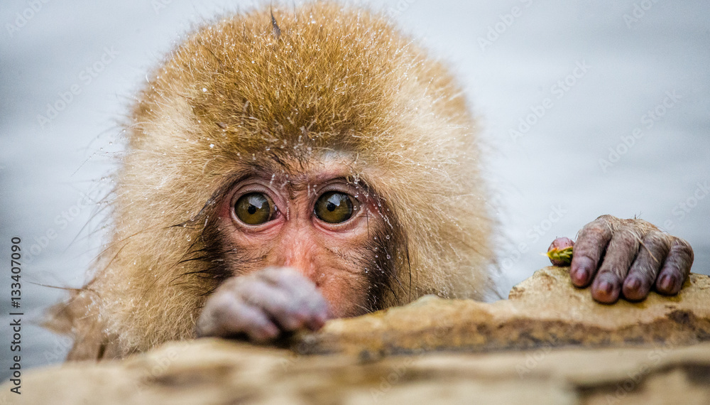 Obraz premium Japanese macaque sitting in water in a hot spring. Japan. Nagano. Jigokudani Monkey Park. An excellent illustration.