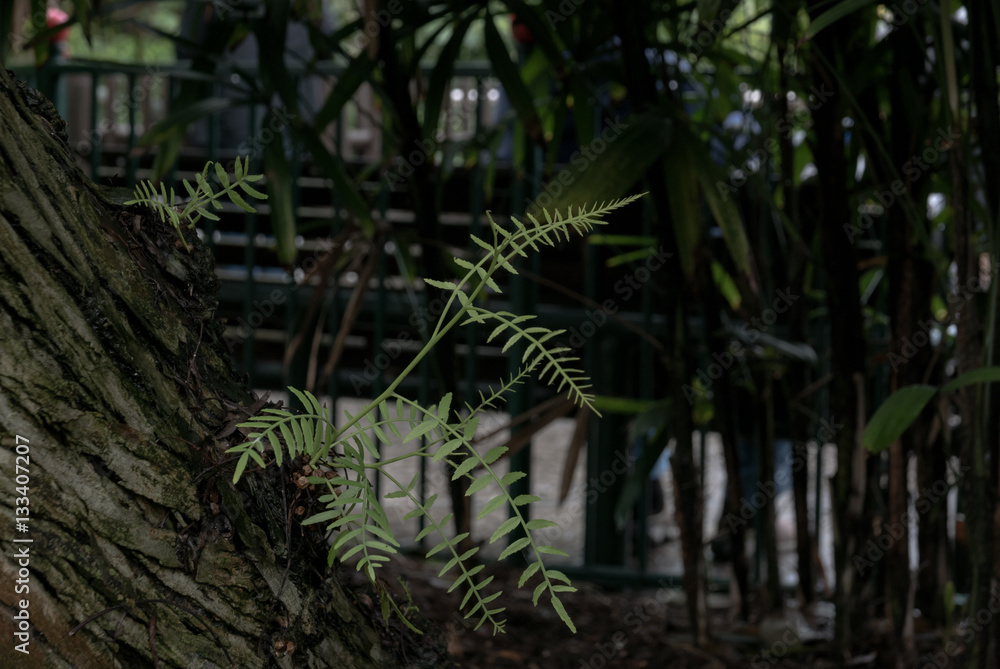 Naklejka premium New growth