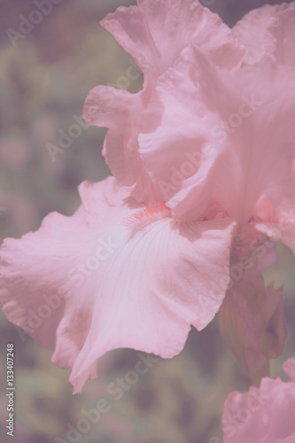 Fototapeta Naklejka Na Ścianę i Meble -  pale pink irises lit by the sun