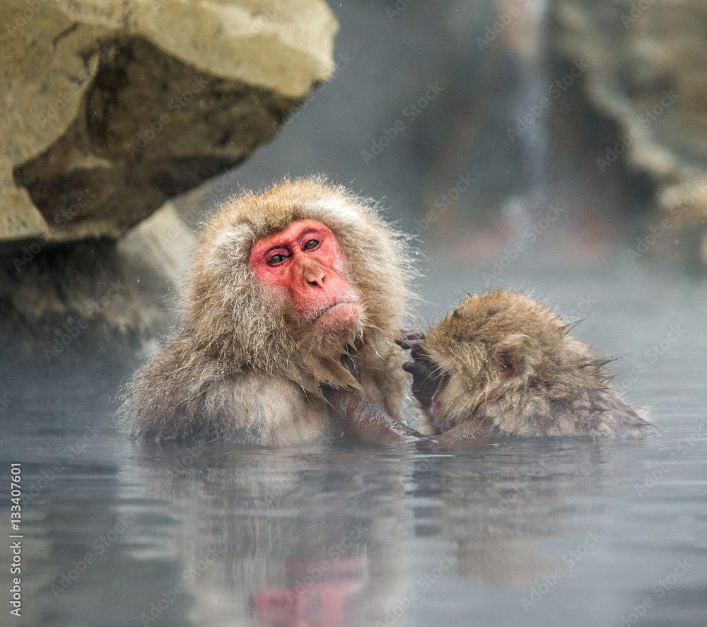 Mom and baby Japanese macaque sitting in water in a hot spring. Japan. Nagano. Jigokudani Monkey Park. An excellent illustration. Mom and baby Japanese macaque sitting in water in a hot spring. Japan. Nagano. Jigokudani Monkey Park. An excellent illustration.