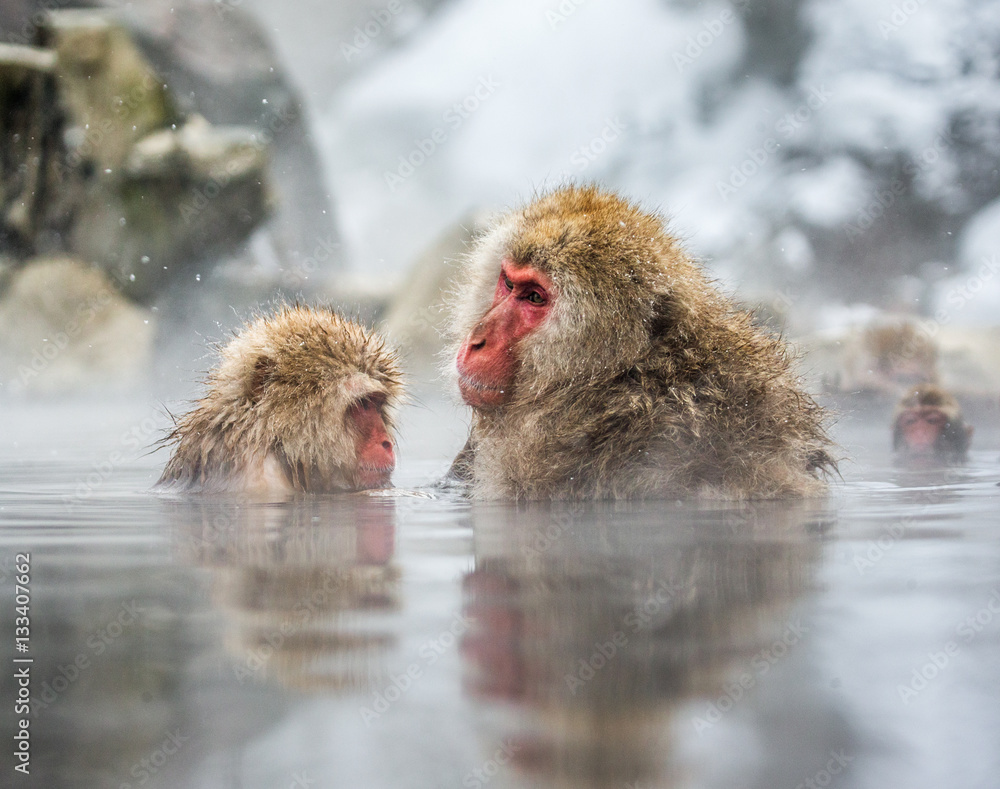 Naklejka premium Mama i dziecko makak japoński siedzi w wodzie w gorącym źródle. Japonia. Nagano. Jigokudani Monkey Park. Doskonała ilustracja.