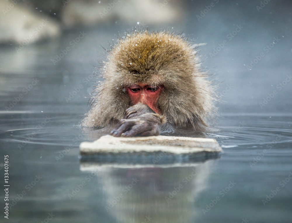 Fototapeta premium Japanese macaque sitting in water in a hot spring. Japan. Nagano. Jigokudani Monkey Park. An excellent illustration.