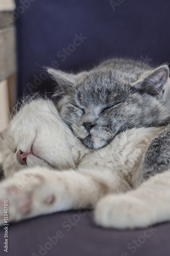 cute cats sleeping together
