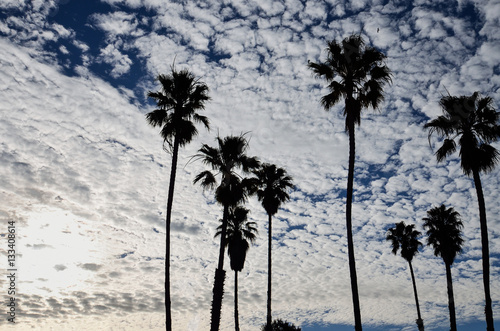 Tall palm trees against beautiful sky with Cirrocumulus clouds and sun