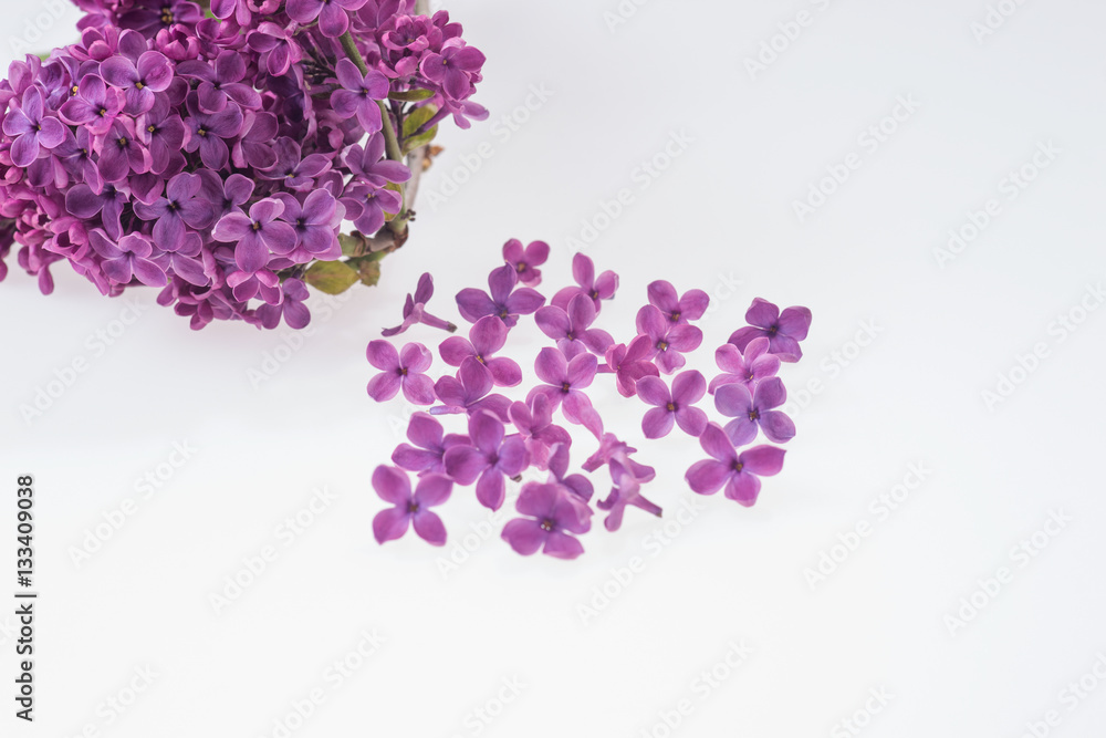 Bouquet of purple lilac on white background