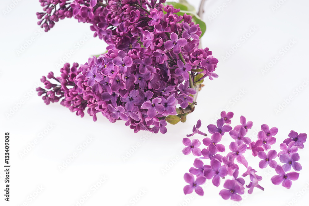 Bouquet of purple lilac on white background