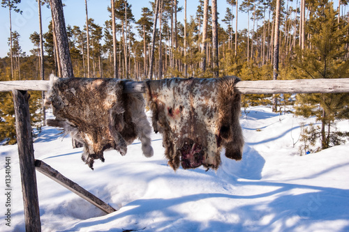 Reindeer pelt with blood spots drying. Winter time. photo