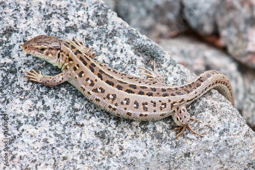 Pregnant lizard on a rock