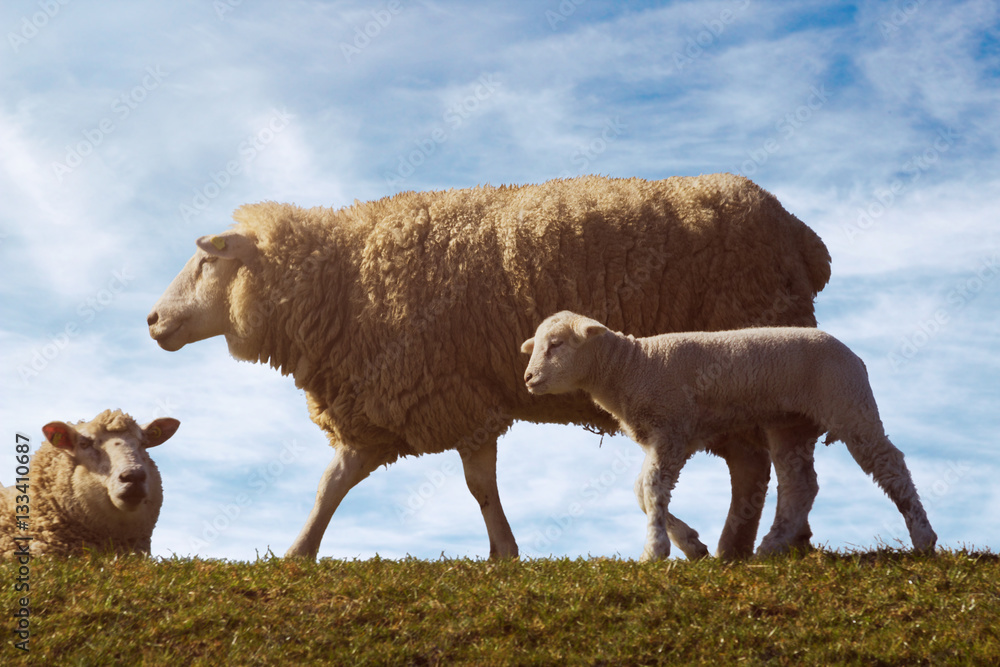 Obraz premium Schaf Herde auf dem Deich