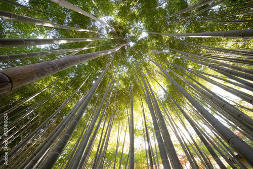 Bamboo forest, kyoto, japan