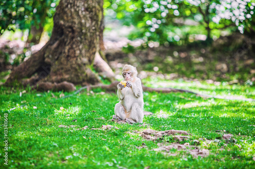 Fotografia Jeune macaque de Barbarie, assis dans l'herbe, mange une pomme , forêt des singe