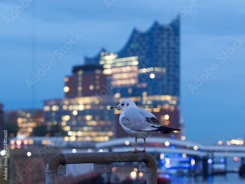 Obraz na płótnie Elbphilharmonie am Abend mit Möwe