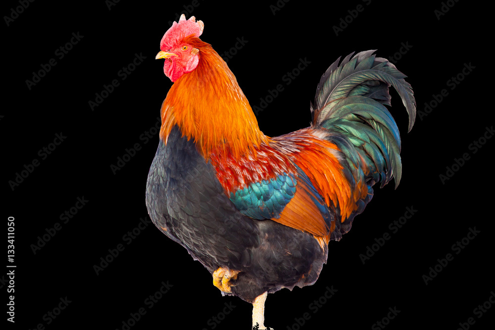 Photo of a beautiful New Year's holiday rooster isolated on a black background