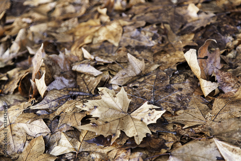 Dried autumn leaves