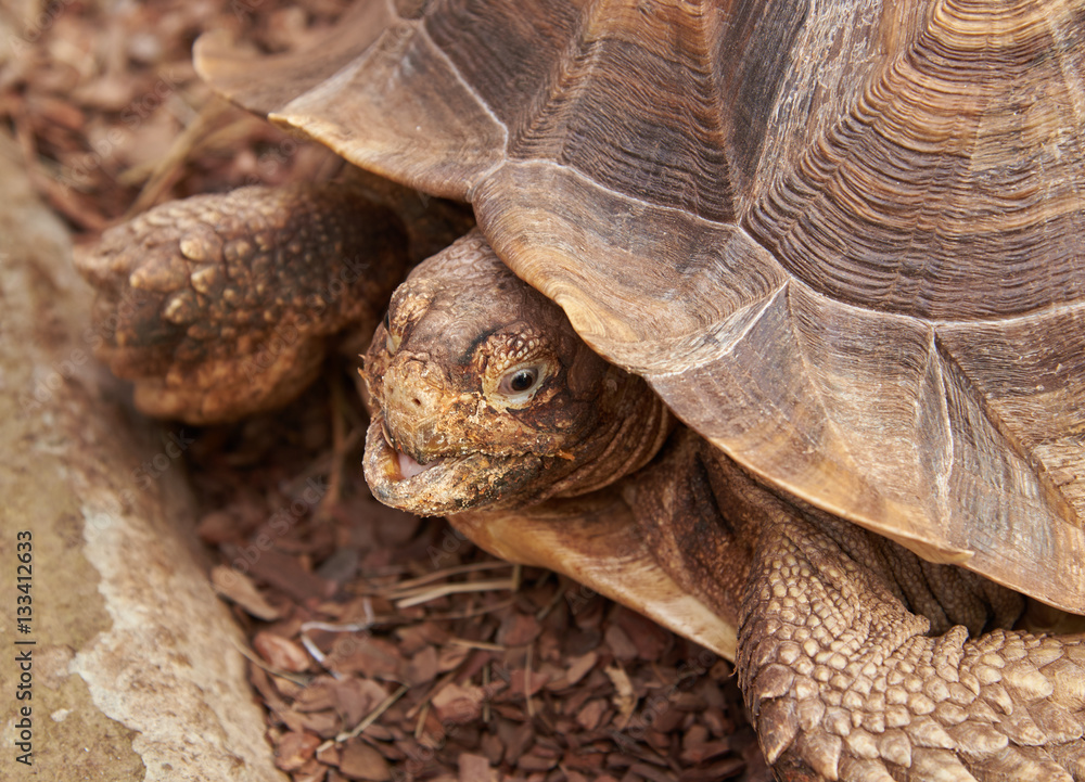 The head and part of the shell African Spurred Tortoise The head and part of the shell African Spurred Tortoise