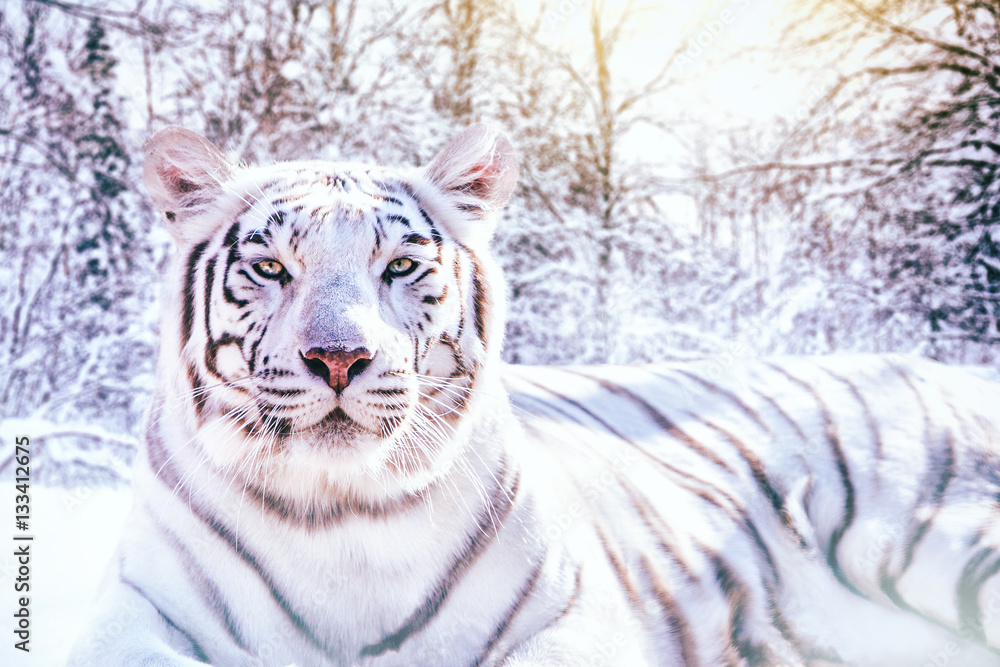 Naklejka premium Portret biały tygrys w śnieżnym lesie