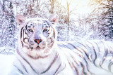 Portrait d'un tigre blanc dans la forêt enneigée