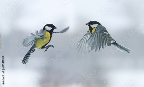 Two titmouses flying toward each other in winter Park