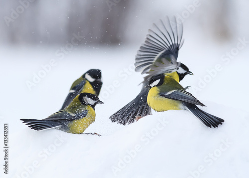 beautiful Tits are sitting on the white snow and find out the relationship