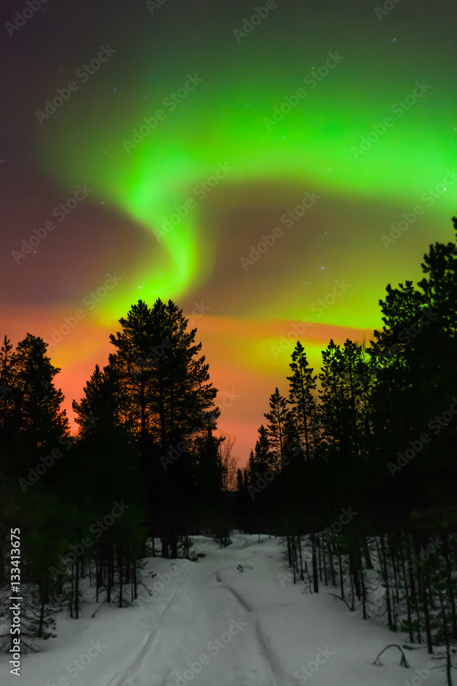 Winter night landscape with forest and polar northern lights. Kola Peninsula, Murmansk region